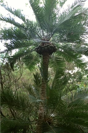 Cycas circinalis with fruits