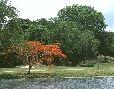 Flamboyant in Darwin Botanical Gardens