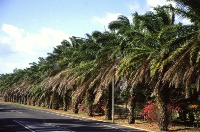 Oil palm alley