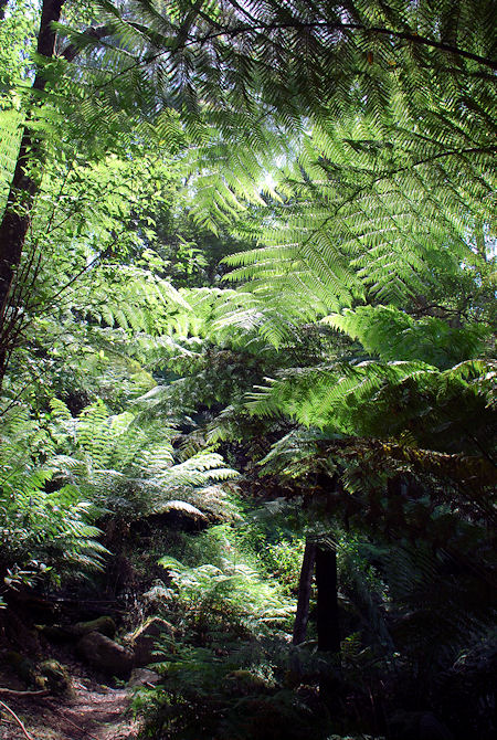 Tree fern forrest