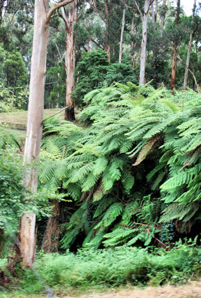 tree ferns in the forrest