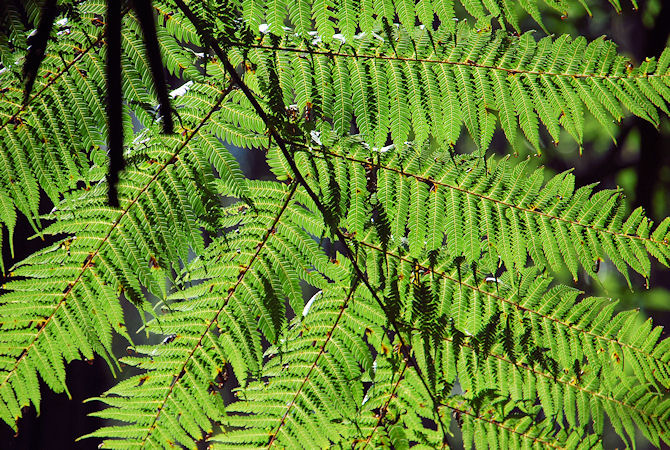 frond in contre-jour