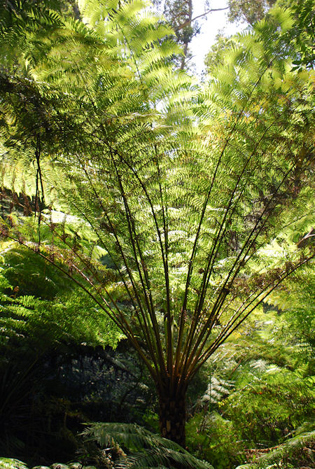 fern tree funnel in contre-jour