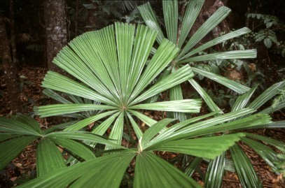 Australian Fan Palm, Licuala ramsayi