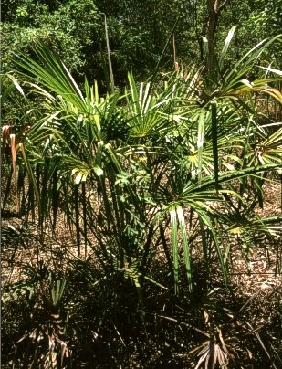 Bentham's Fan Palm, Livistonia benthami