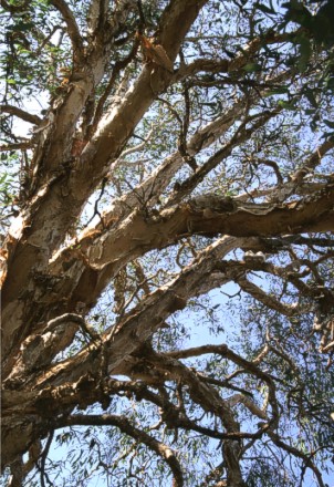 Paperbark Treem, Melaleuca spec.