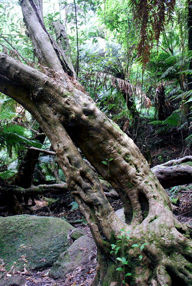 Myrtle Beech trunk