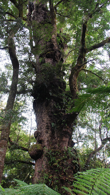 Myrtle Beech trunk