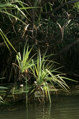 River Pandanus, Pandanus aquatica