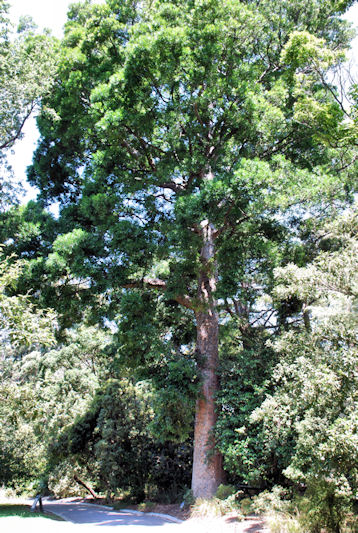 Queensland Kauri