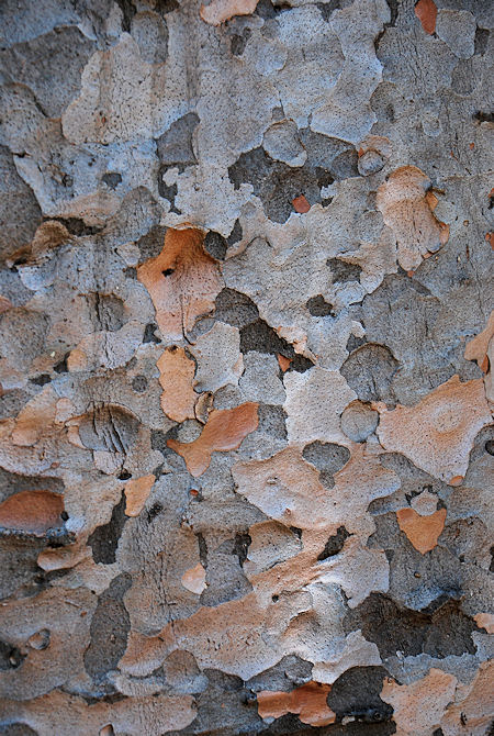 Queensland Kauri bark