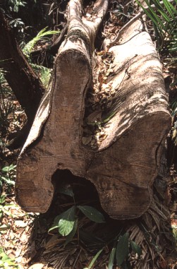 tree in the rain forrest