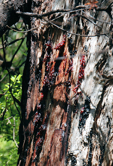 Red Bloodwood, Corymbia gummifera