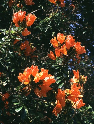 Flame Of The Forrest, Spathodea campanulata