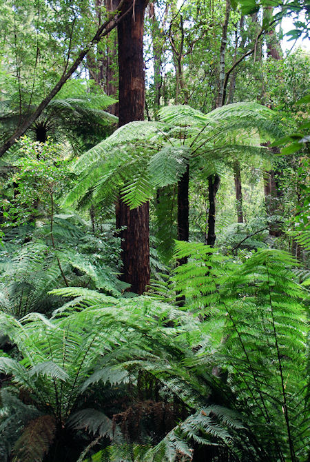 tree ferns and gum trees