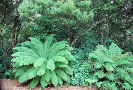 tree ferns in the lodge area