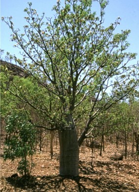 Bottle tree in Nitmiluk, Adansonia gibbosa (syn. Adansonia gregorii