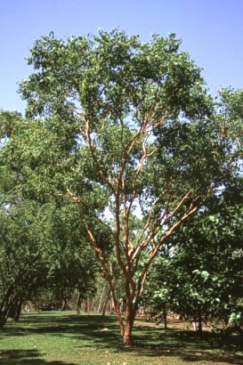 Eucalypt found in Nitmiluk (Katherine Gorge)