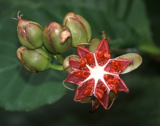 Fruit of Red beech, Dillenia suffruticosa