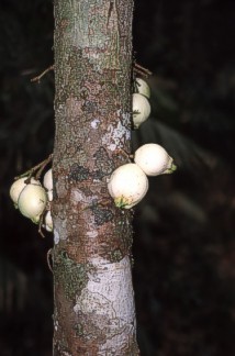 Fruits of an unknown tree