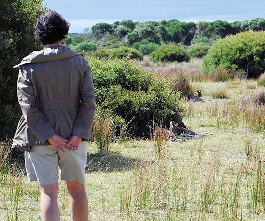 Approaching Eastern Grey Kangaroos