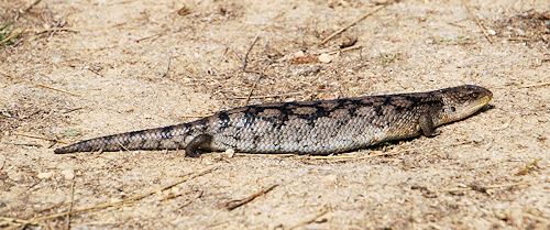 Blue-tongued Lizard