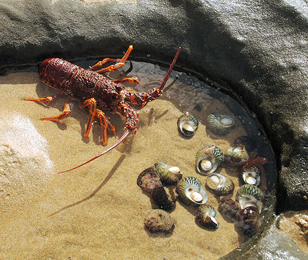crayfish on the beach