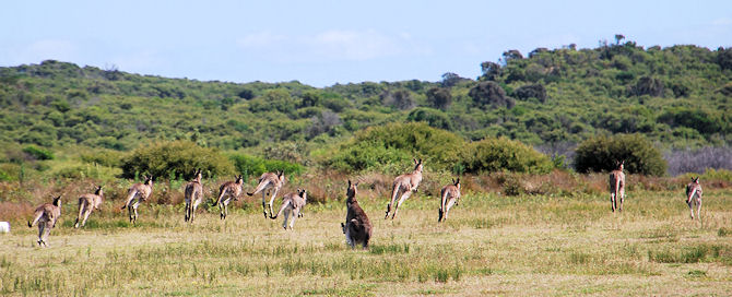 group of eastern grey kangaroos escaping