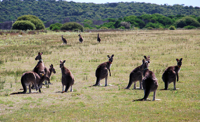 group of Eastern Grey Kangaroos