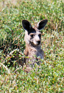 Eastern Grey Joey