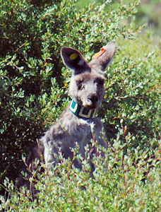 Eastern Grey mum tagged