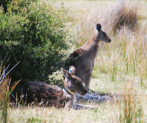 Eastern grey kangaroo with joey