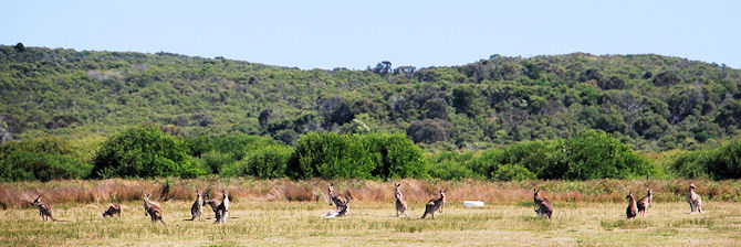 Group of Eastern Grey Kangaroos watching