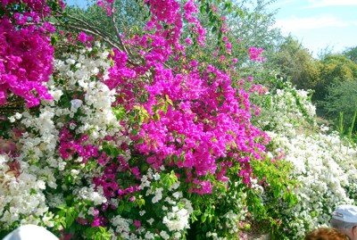 Bougainvillea
