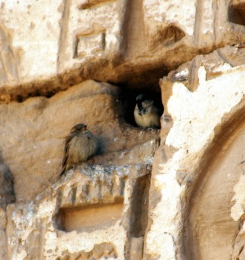Sperlinge in Medinet Habu